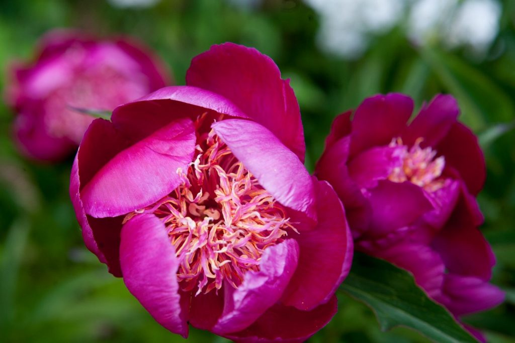 Pivoines